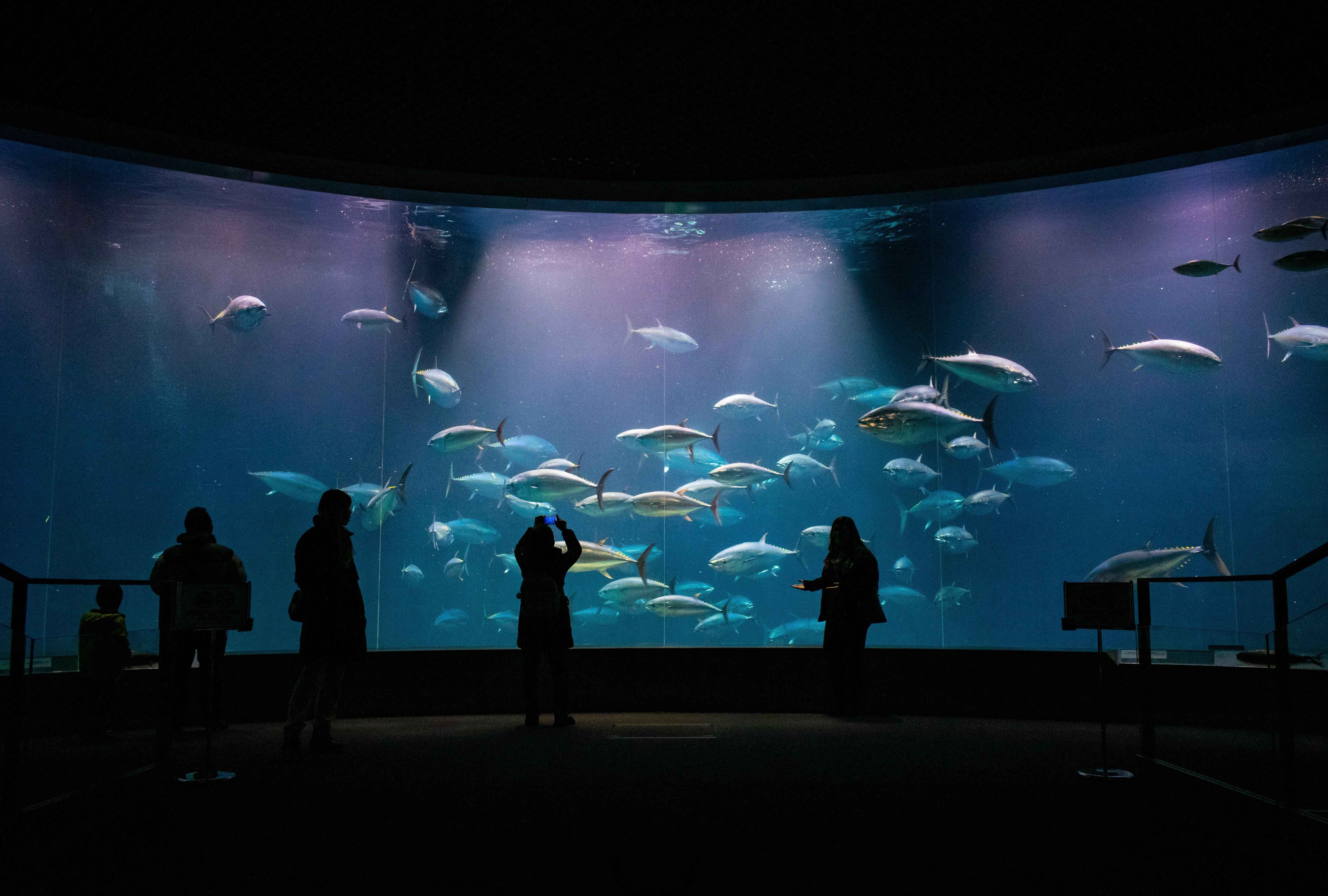 🐠 카사이 임해 수족원(카사이린카이스이조쿠엔) 이미지 5